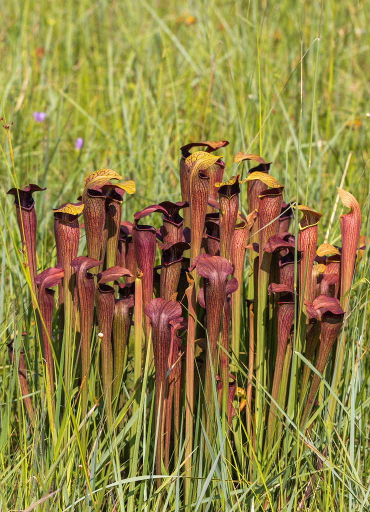 Sarracenia alata im Stone County, Mississippi