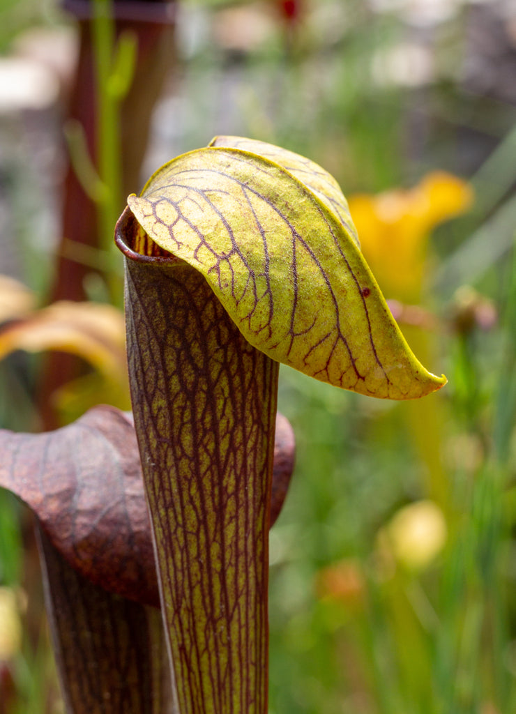 Sarracenia alata im Stone County, Mississippi