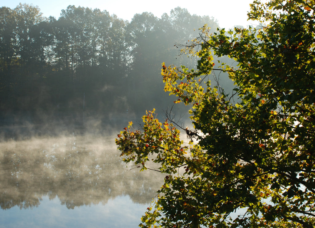 Mist rises from the glassy water of a pond, sun shines through sycamore tree leaves in during a morning sunrise in Mississippi