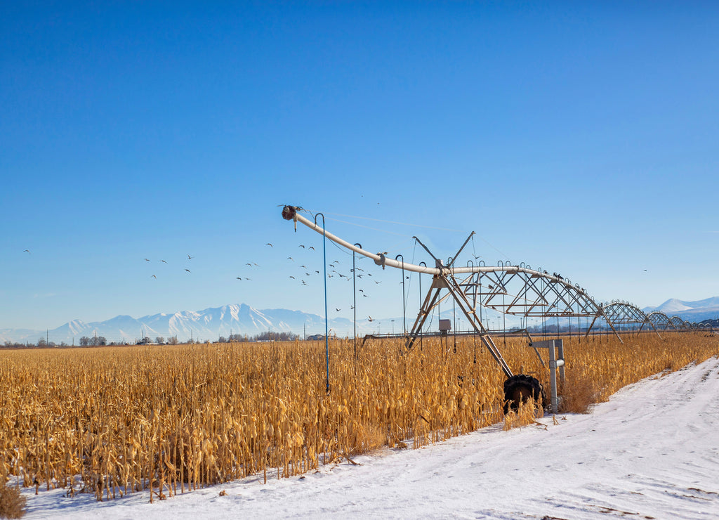 Crop field in the snowy Utah valley under the blue sky
