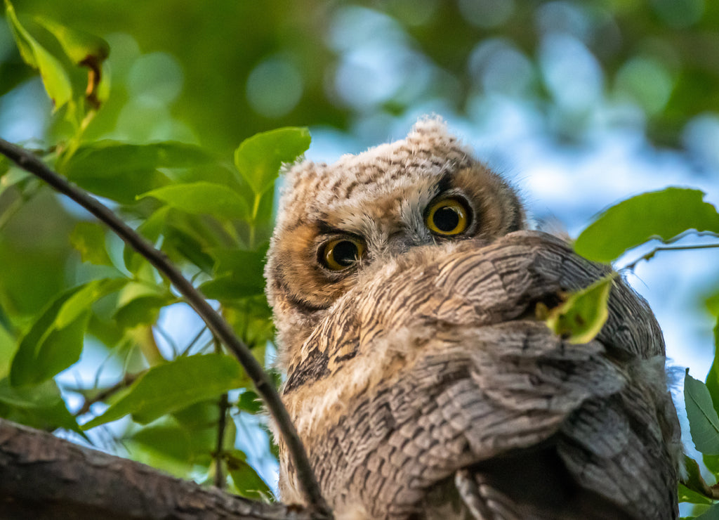 Western Screech Owl near Mount Pleasant City, Utah