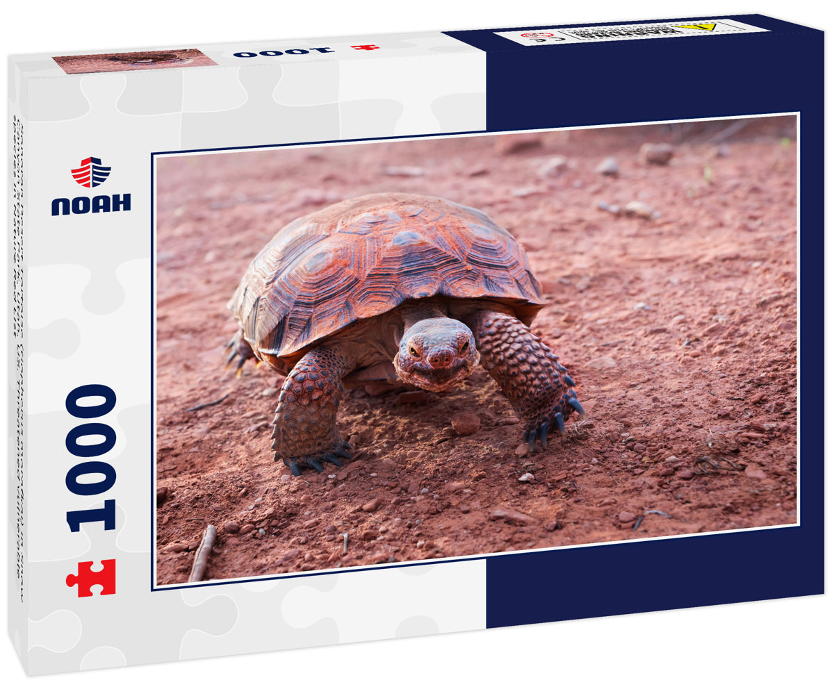 Sonoran Desert Tortoise (Gopherus morafkai) in Snow Canyon State Park, Utah, US. Threatened vulnerable species in Nature Red List