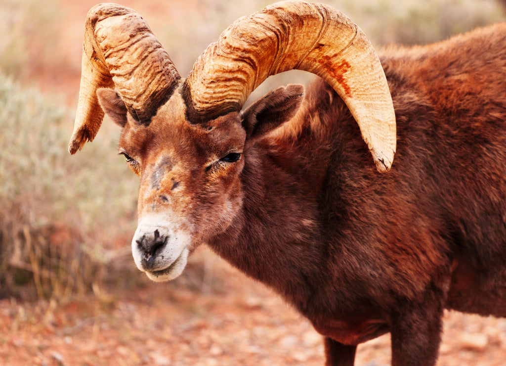 Ram in Zion National Park in Utah