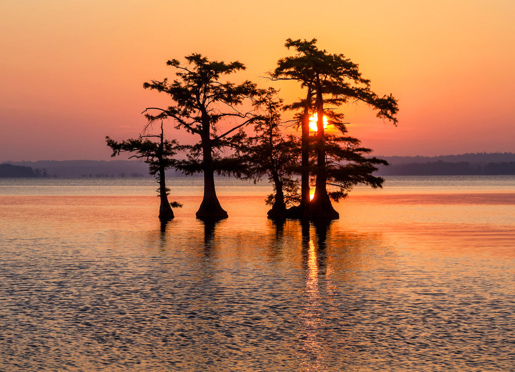 Scenic sunrise and egret, Reelfoot Lake, Tennessee