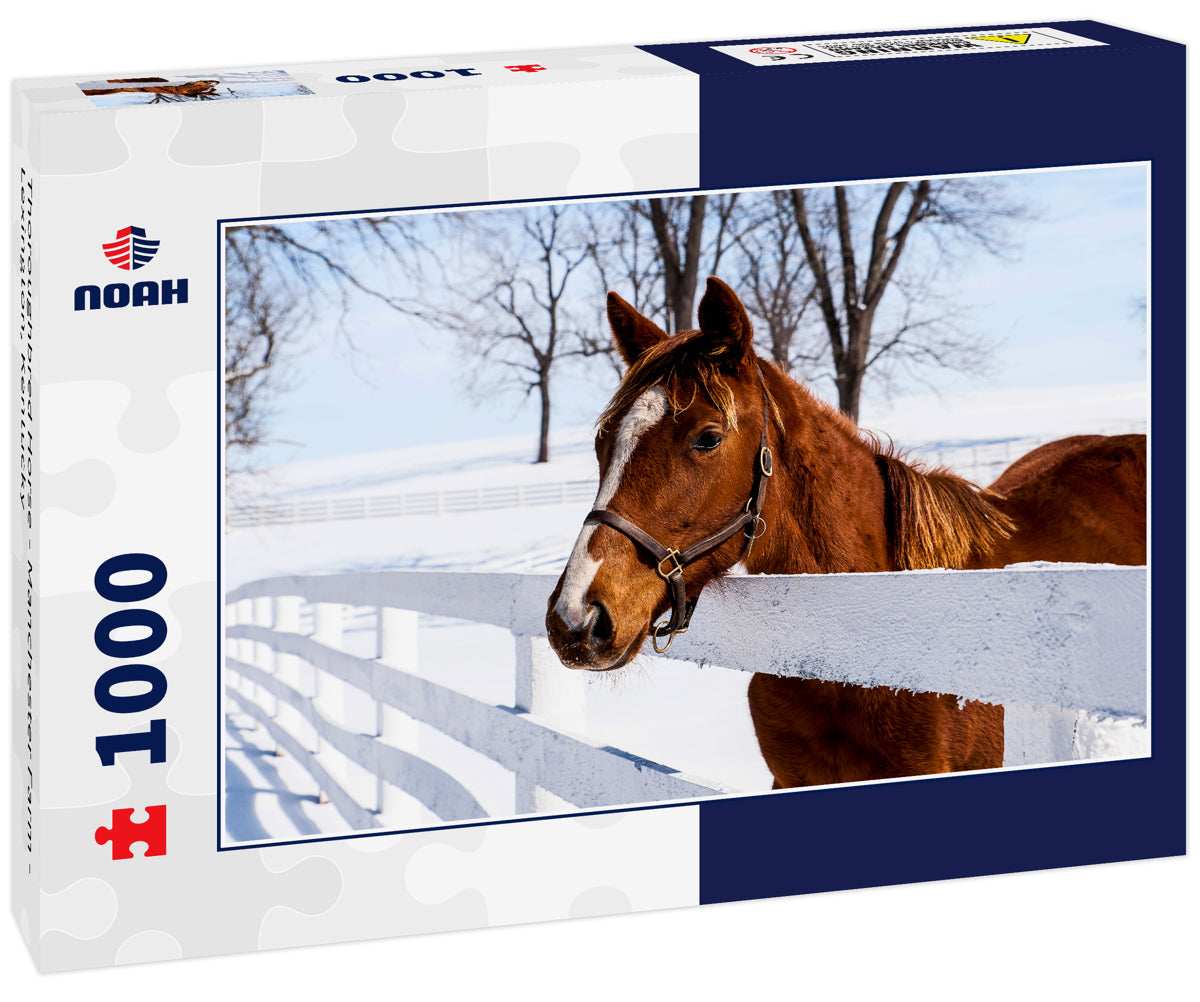 Thoroughbred Horse - Manchester Farm - Lexington, Kentucky