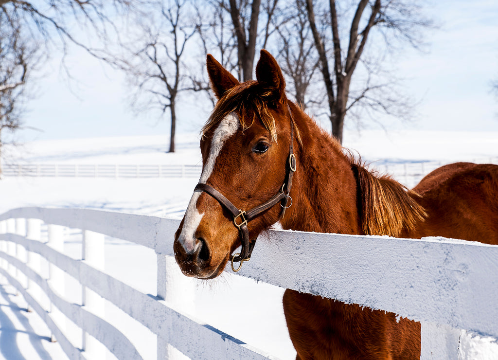 Thoroughbred Horse - Manchester Farm - Lexington, Kentucky