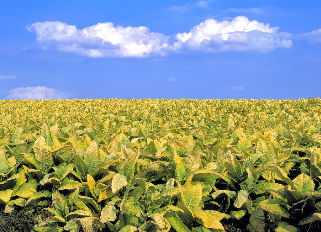 USA, Kentucky, Lexington area. Tobacco farming is one of common industries in the Lexington area of Kentucky