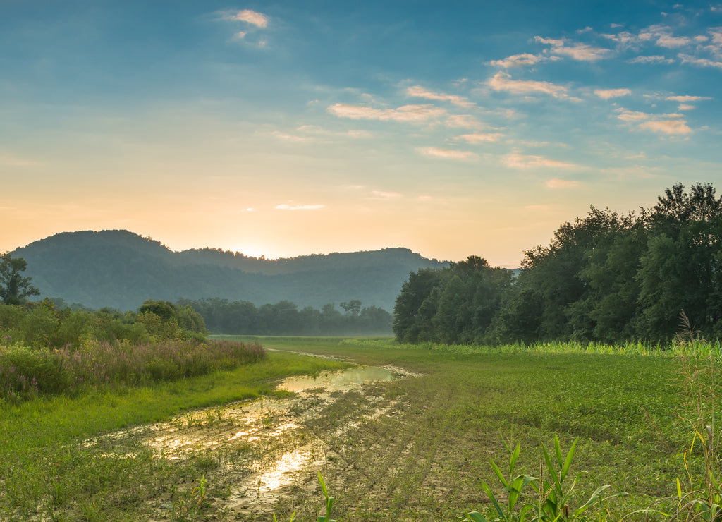 Sunset Over a Corn Field Powell County, Kentucky