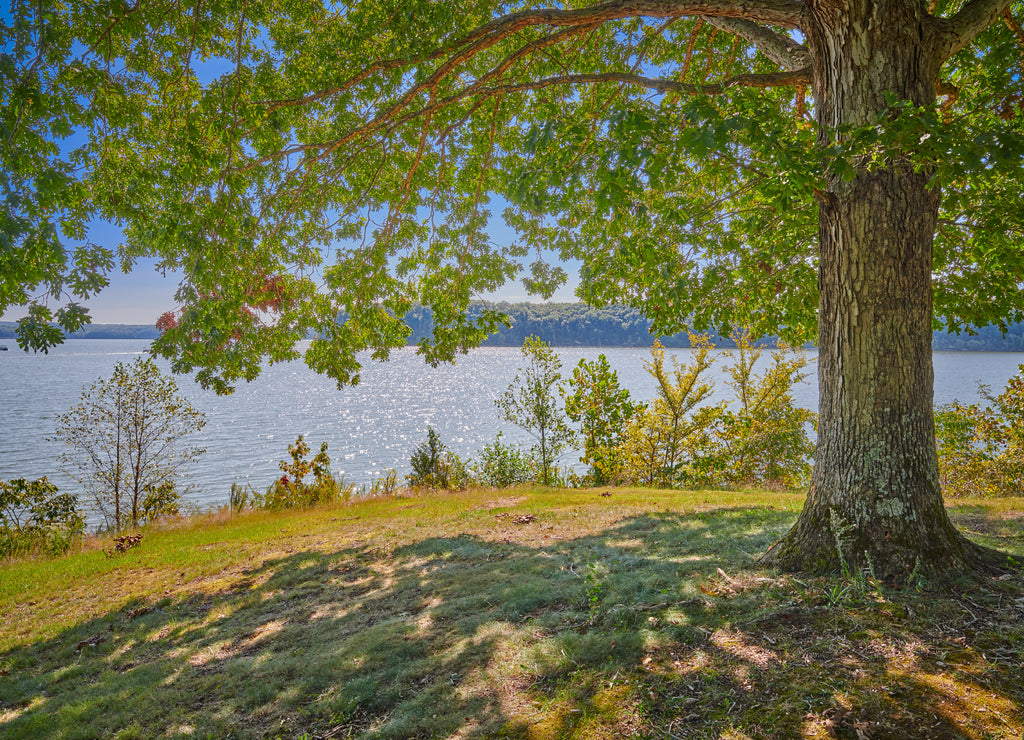 Veiw of Kentucky Lake form under a large oak tree