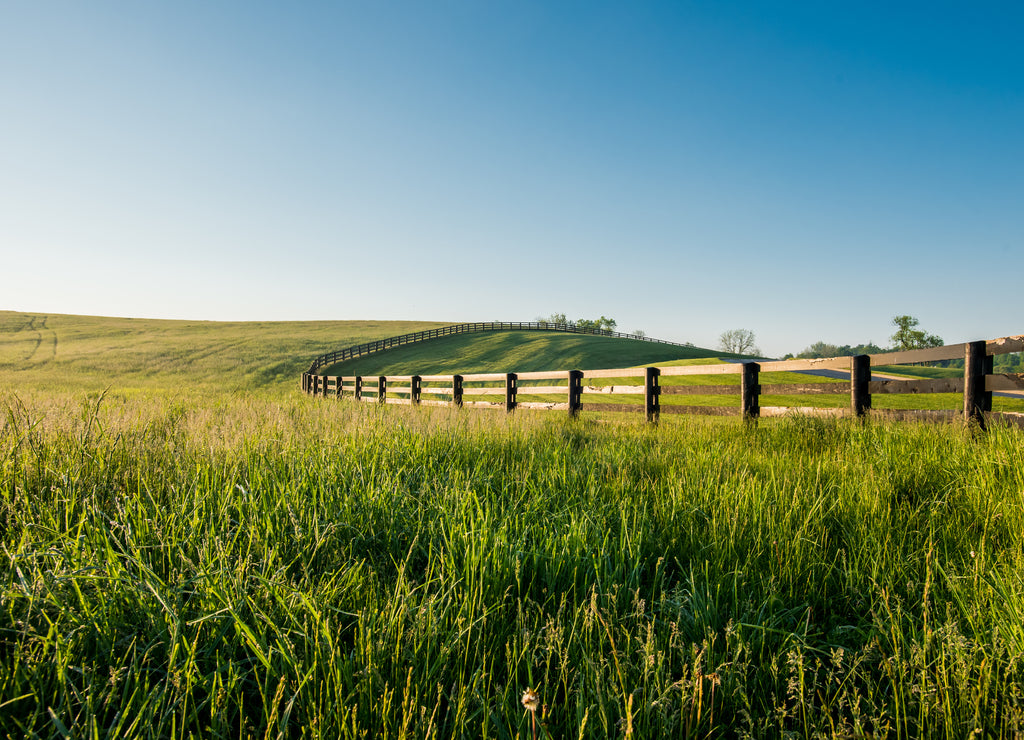 Tall Dewy Grass in Rolling Hills of Kentucky