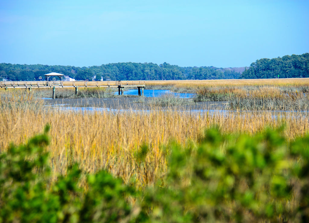 Wetlands and marsh area in Beaufort South Carolina, at low tide on a sunny day