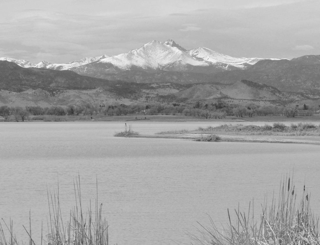 Noah Jigsaw Puzzle Mossy Oak Tree - Slidell, Louisiana north of New Orleans and Lake Pontchartrain on Bayou Liberty - swamp landscape scene in black white 1000 pieces