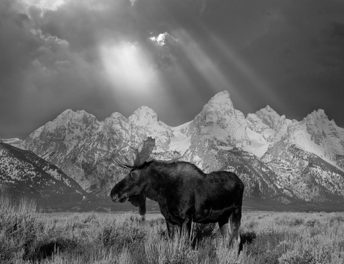 Noah Jigsaw Puzzle Lake Kaweah Recreation Area at sunrise Tulare county, California, USA in black white 1000 pieces