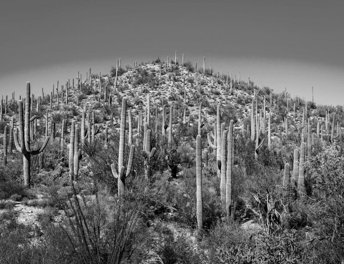 Noah Jigsaw Puzzle Green City Park View of Denver Colorado downtown skyline rising behind green city park tree line with Rocky Mountain background wide panoramic view in black white 1000 pieces