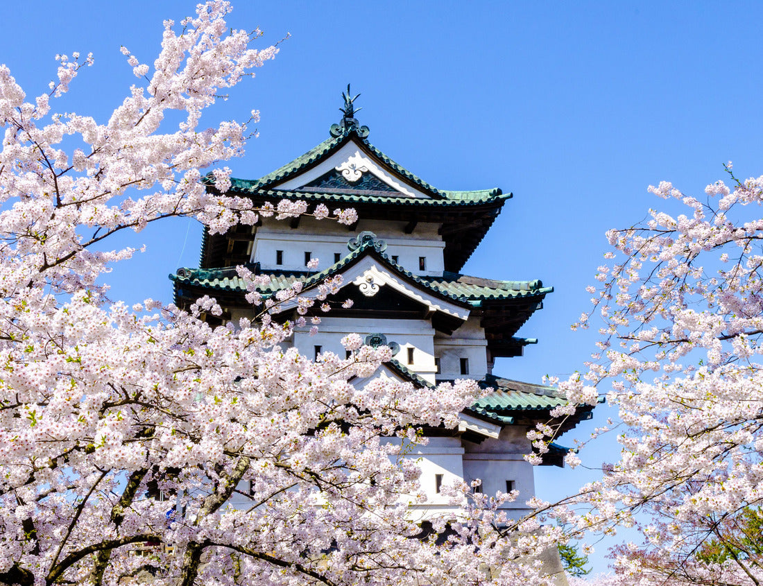 Noah Jigsaw Puzzle Cherry blossoms in Hirosaki Castle Park in Hirosaki, Aomori, Japan 1000 pieces