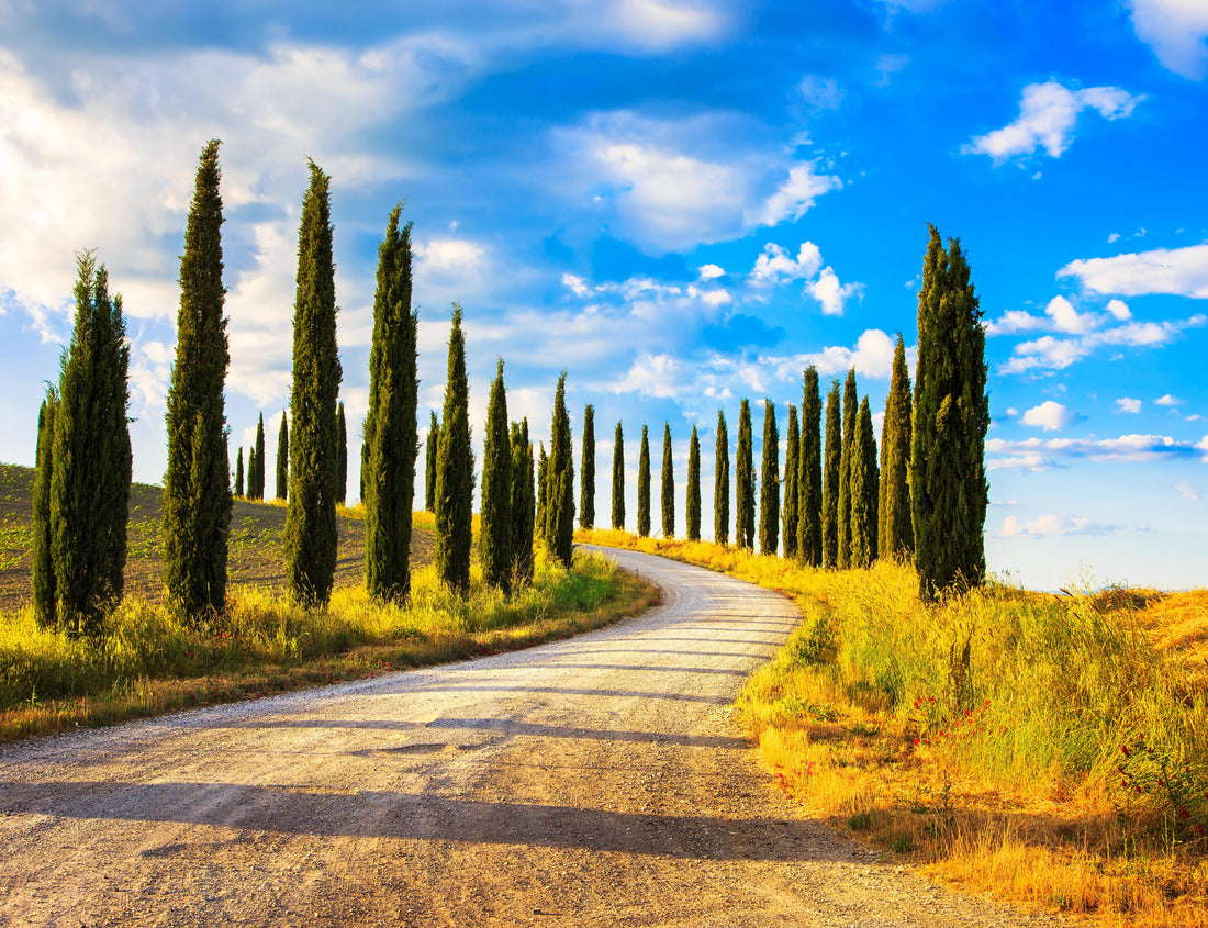 Noah Jigsaw Puzzle Italian cypress trees line a white rural country road. Siena, Tuscany, Italy 1000 pieces