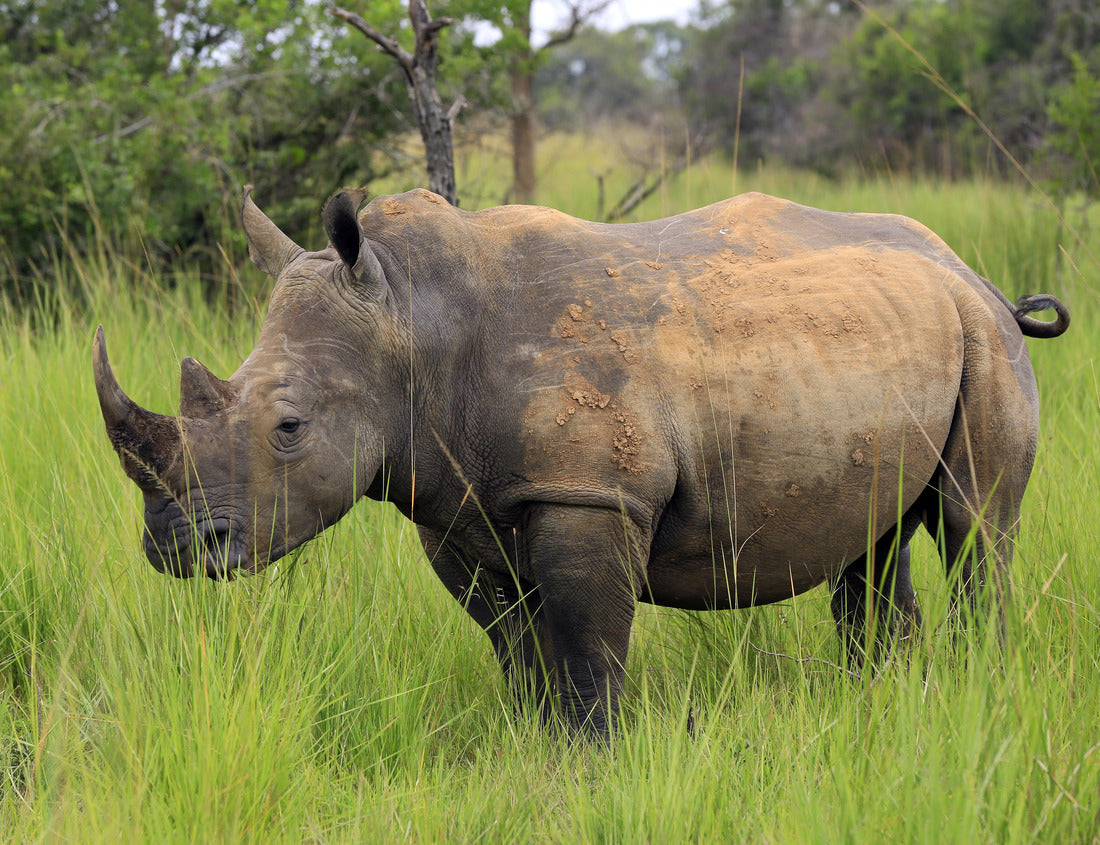 Noah Jigsaw Puzzle White Rhino walks in Ziwa Rhino Sanctuary, Uganda, as part of a conservation effort. in black white 1000 pieces