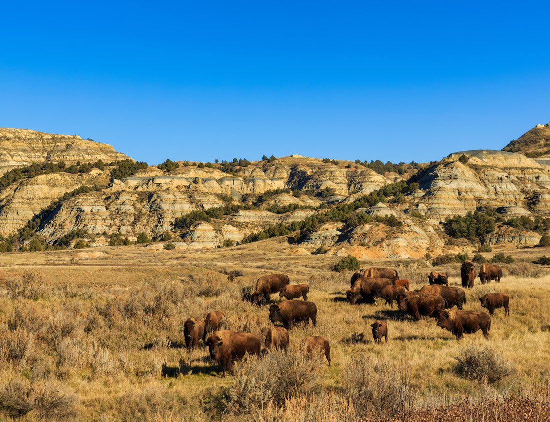 Noah Jigsaw Puzzle Buffalo in Theodore Roosevelt National Park, North Dakota 1000 pieces