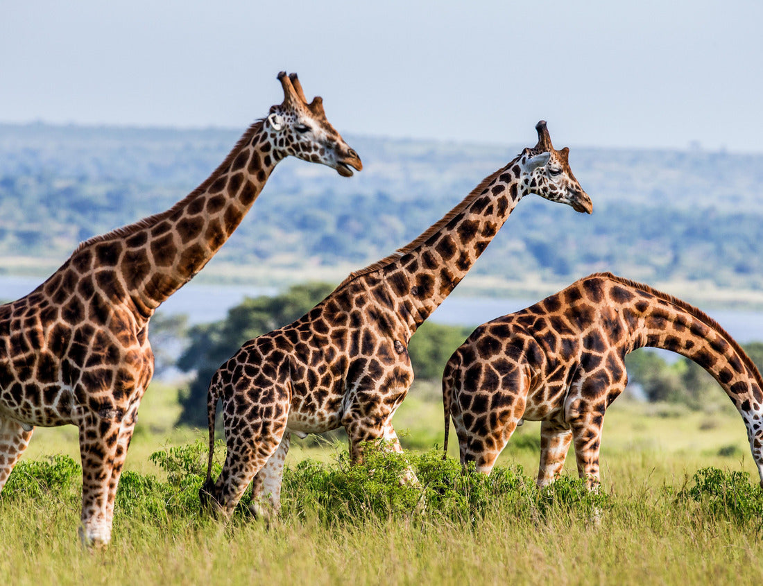 Noah Jigsaw Puzzle Giraffes on the background of the Nile. Africa. Uganda. Murchinson Falls National Park 1000 pieces