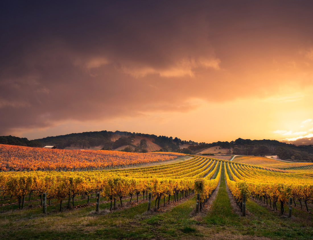 Noah Jigsaw Puzzle Gorgeous Sunset over a South Australian vineyard 1000 pieces
