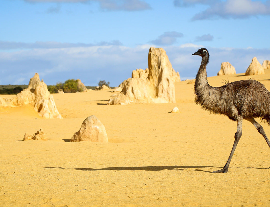 Noah Jigsaw Puzzle Emu walking through The Pinnacles Desert - Numbung National Park, Western Australia 1000 pieces