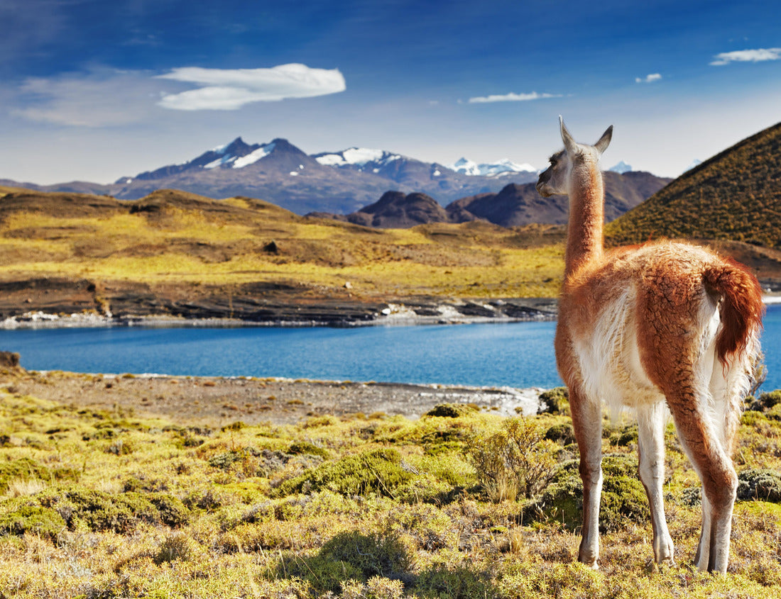 Noah Jigsaw Puzzle Guanaco in the Torres del Paine National Park, Patagonia, Chile 1000 pieces