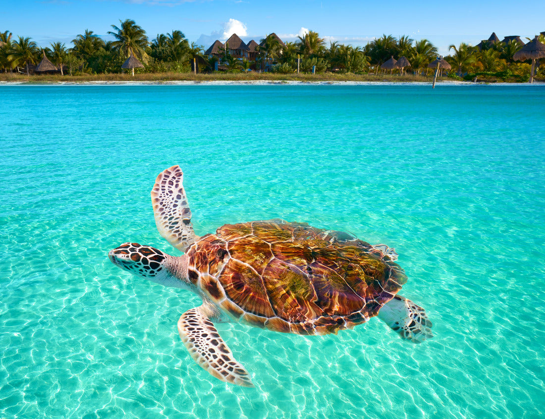 Noah Jigsaw Puzzle Holbox Island turtle in Quintana Roo in Mexico 1000 pieces