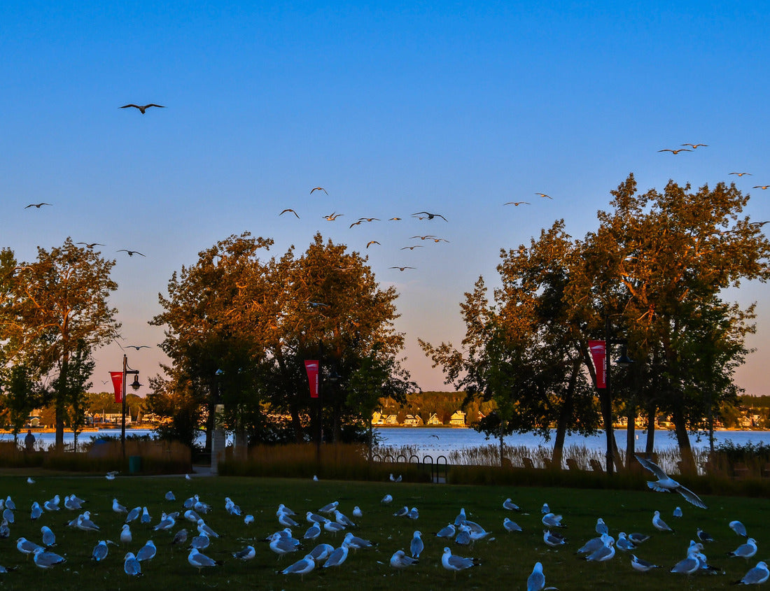 Noah Jigsaw Puzzle Flying Birds by Sylvan Lake Alberta Canada at sunrise 1000 pieces