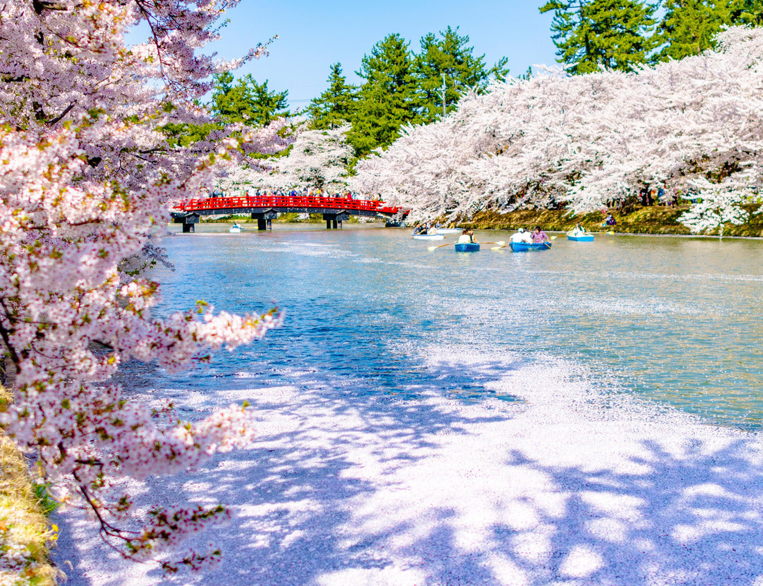 Noah Jigsaw Puzzle Cherry blossoms in Hirosaki Castle Park in Hirosaki, Aomori, Japan 1000 pieces