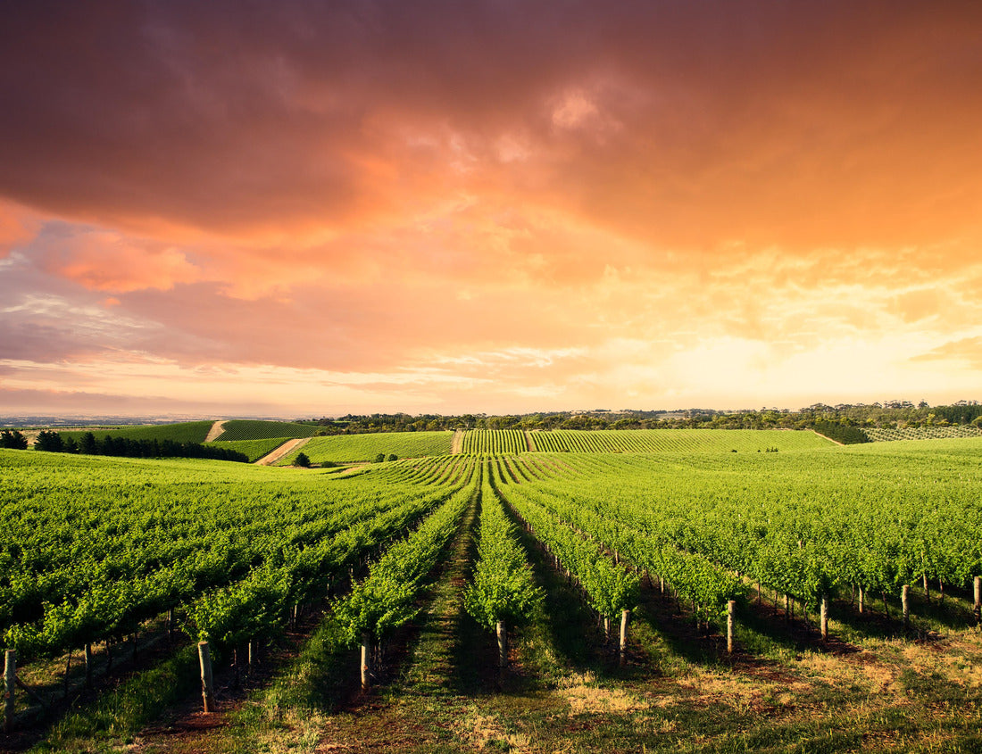 Noah Jigsaw Puzzle Beautiful Vineyard in South Australia 1000 pieces