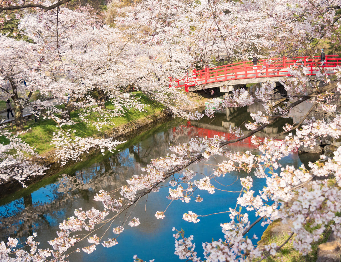 Noah Jigsaw Puzzle Cherry blossoms in Japanese garden in Hirosaki, Aomori 1000 pieces