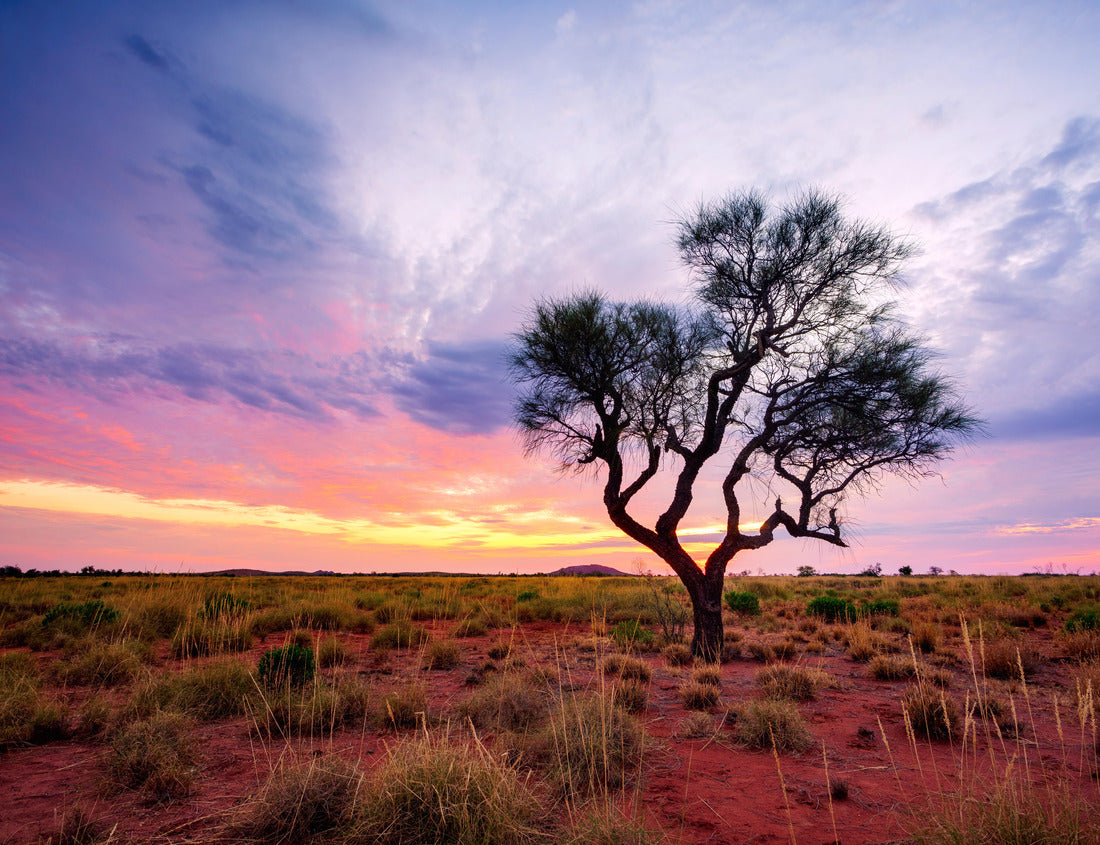 Noah Jigsaw Puzzle A Hakea tree stands alone in the Australian outback during sunset. Pilbara region, Western Australia, Australia 1000 pieces