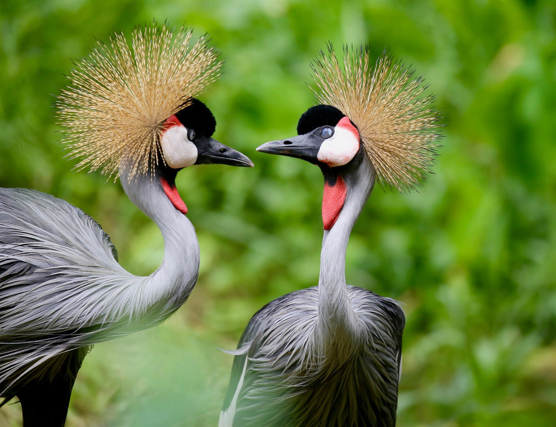 Noah Jigsaw Puzzle Birds in Uganda - The gray crane 1000 pieces