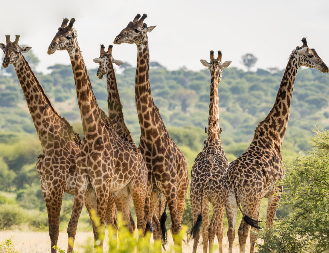 Noah Jigsaw Puzzle Group of six giraffes in Tarangire National Park, Tanzania 1000 pieces