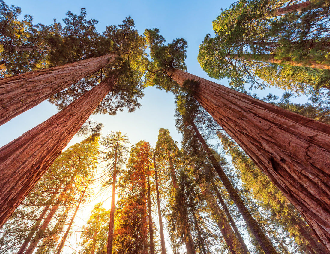 Noah Jigsaw Puzzle Giant Sequoias Forest. Sequoia National Park in California Sierra Nevada Mountains, USA 1000 pieces