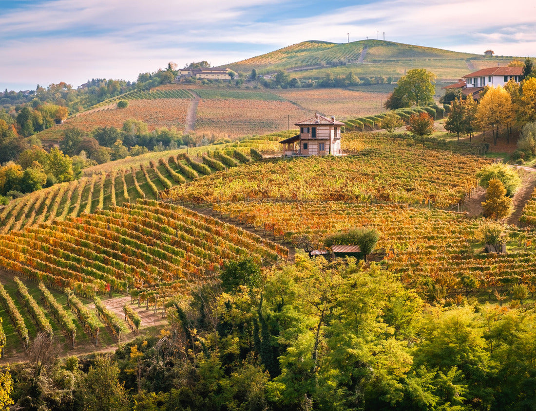 Noah Jigsaw Puzzle Barolo Langhe e Roero vineyards. Autumn landscape, Dolcetto, Barbaresco wine. Province of Cuneo, Piedmont, Italy 1000 pieces