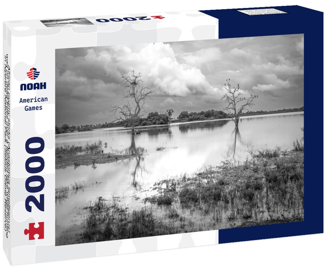 Noah Jigsaw Puzzle African pygmy storks (Anastomus lamelligerus) wait on dead trees over a flooded lake while hunting in Nyerere National Park (Selous Game Reserve) in southern Tanzania in black white 2000 pieces