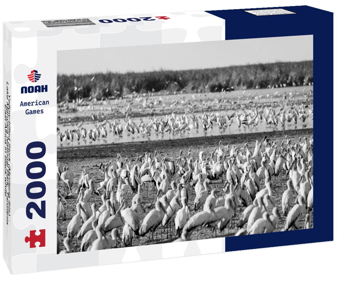 Noah Jigsaw Puzzle Yellow-billed Stork (Mycteria ibis), Lake Manyara National Park, Tanzania, East Africa in black white 2000 pieces