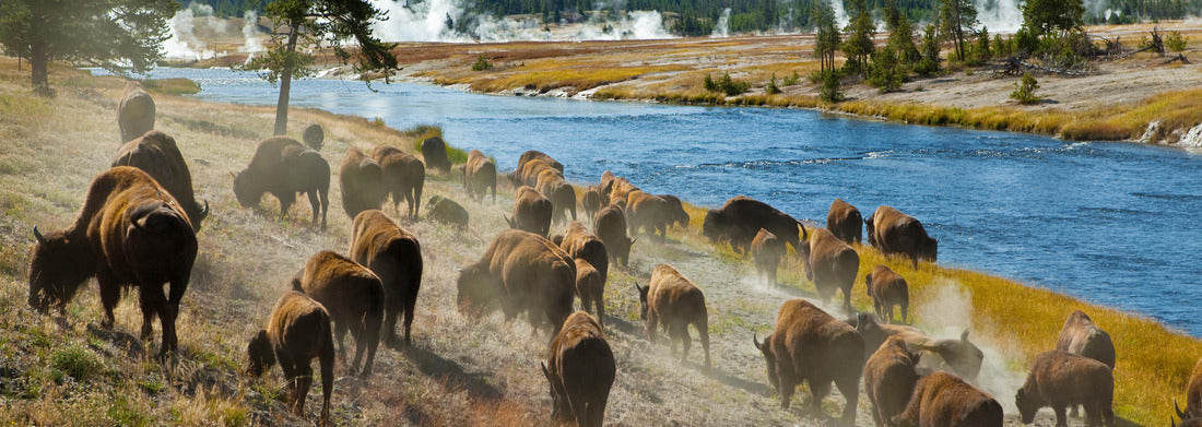 Noah Jigsaw Puzzle A herd of bison moves quickly along the Firehole River in Yellowstone National Park (near Midway Geyser Basin) panorama 1000 pieces