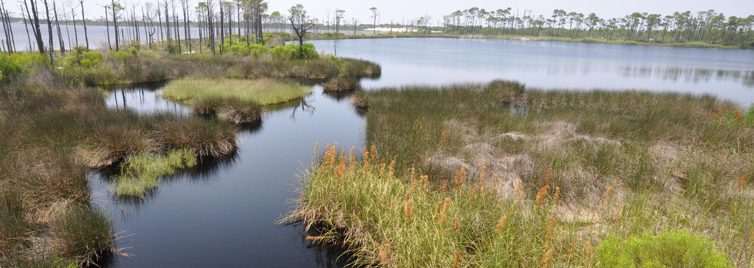Noah Jigsaw Puzzle Bon Secour National Wildlife Refuge in Gulf Shores, Alabama panorama 1000 pieces