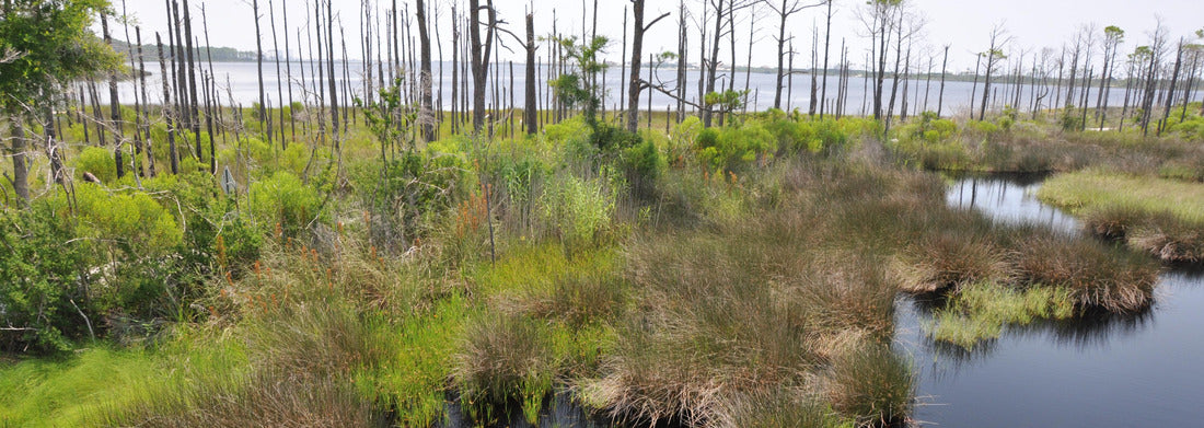 Noah Jigsaw Puzzle Bon Secour National Wildlife Refuge in Gulf Shores, Alabama panorama 1000 pieces