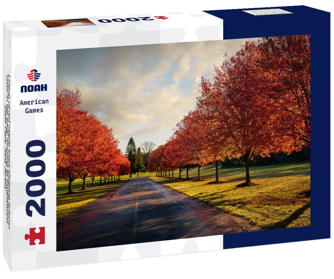 Noah Jigsaw Puzzle Lineup of red maple trees showing autumn color in the early morning at Swartswood State Park, New Jersey 2000 pieces