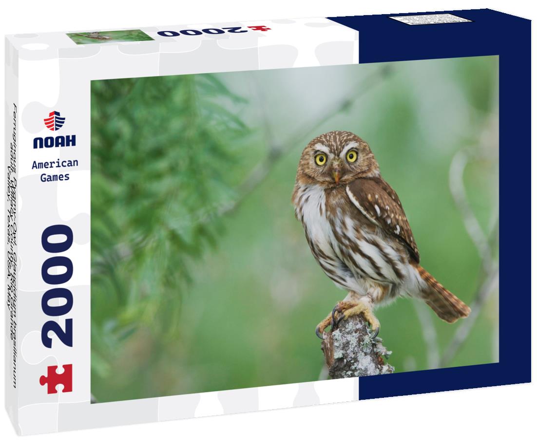 Noah Jigsaw Puzzle Ferruginous Pygmy-Owl, Glaucidium brasilianum, adult, Willacy County, Rio Grande Valley, Texas, USA, May 2000 pieces