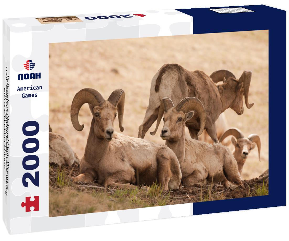 Noah Jigsaw Puzzle Yellowstone National Park, Wyoming, USA. Herd of bighorn sheep rams resting, with one deciding to leave 2000 pieces