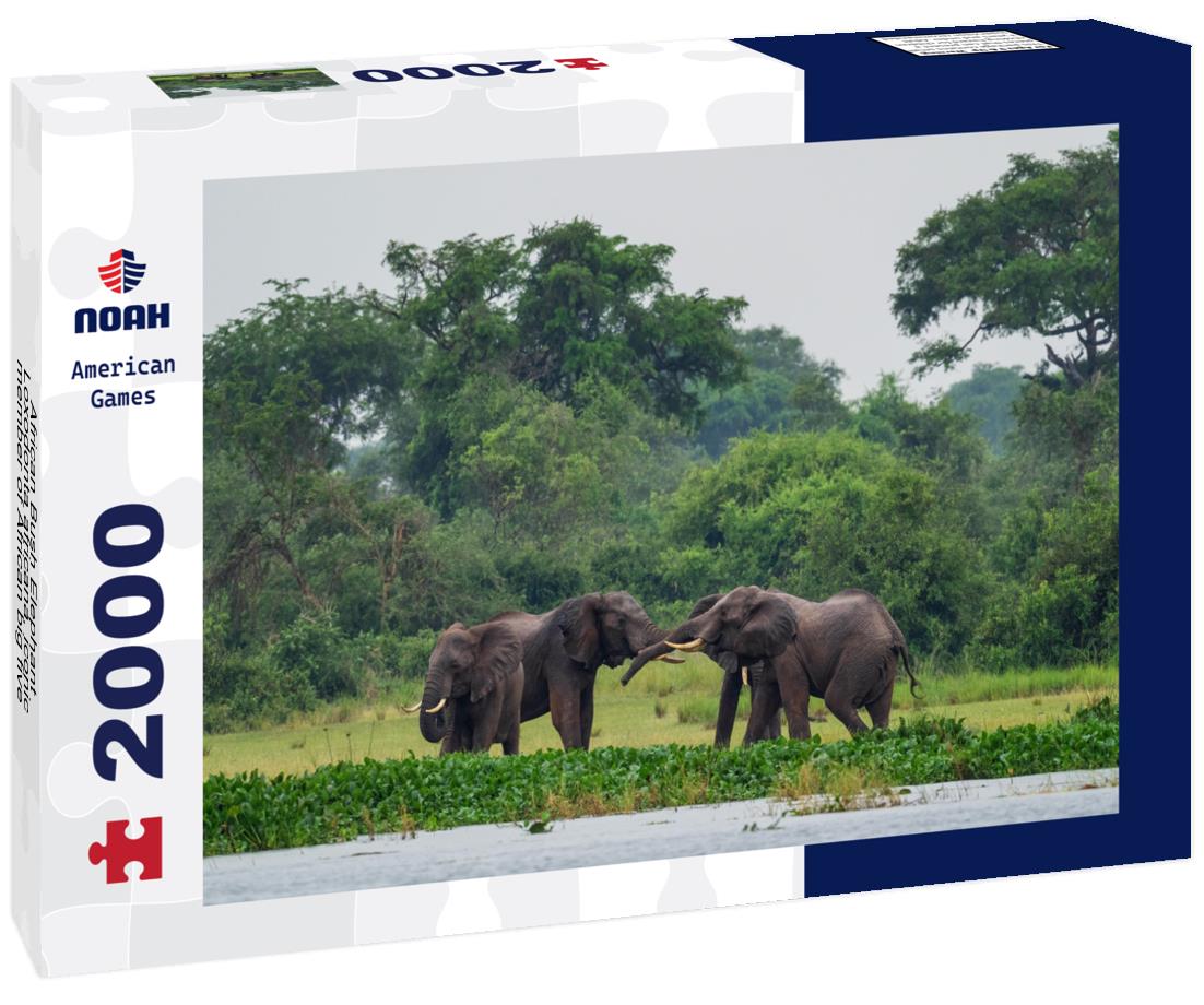 Noah Jigsaw Puzzle African Bush Elephant - Loxodonta africana, iconic member of African big five, Murchison falls, Uganda 2000 pieces