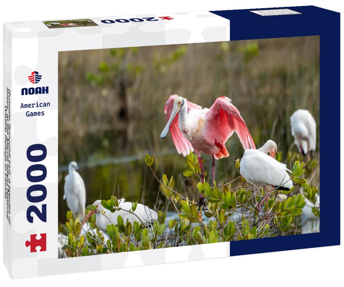Noah Jigsaw Puzzle Roseate Spoonbill bird, a species of Ibises, at the Merritt Island National Wildlife Refuge in Florida 2000 pieces