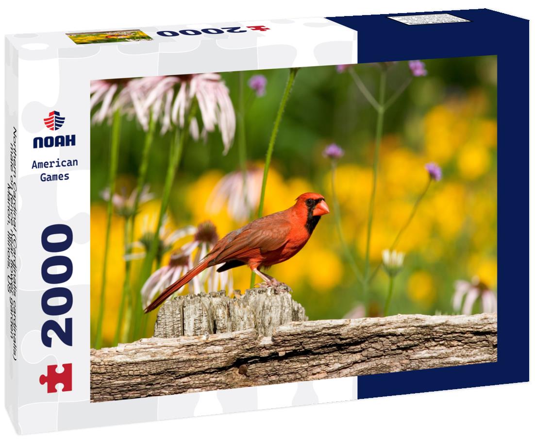 Noah Jigsaw Puzzle Northern Cardinal (Cardinalis cardinalis) male on fence near flower garden, Marion, Illinois, US 2000 pieces