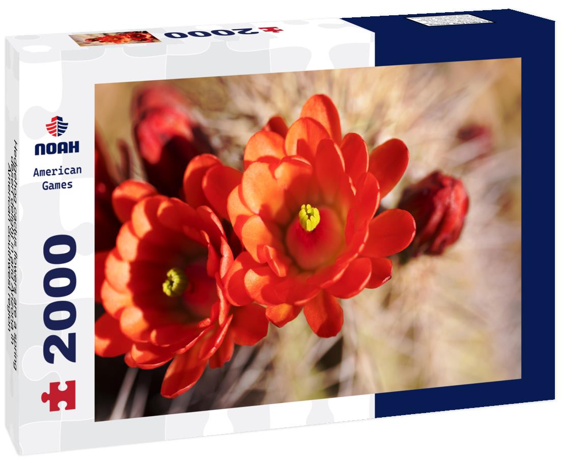 Noah Jigsaw Puzzle Hedgehog cactus flowers are a spring desert delight in arid Arizona in American Southwest region 2000 pieces