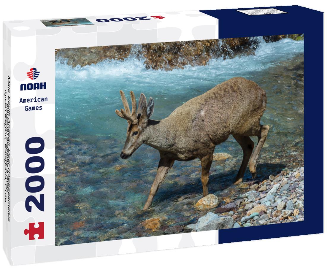 Noah Jigsaw Puzzle Male South Andean Deer (Hippocamelus bisulcus) crossing a river, Aysen Region, Patagonia, Chile 2000 pieces