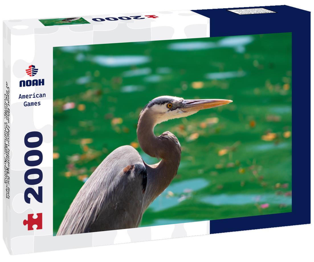 Noah Jigsaw Puzzle Great Blue Heron hunting for fish at the edge of the water, Maricopa County, Chandler, Arizona 2000 pieces